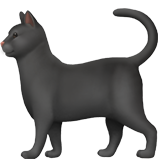Black Cat