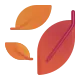 Fallen Leaf Color