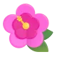 Hibiscus Color