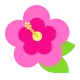 Hibiscus Flat