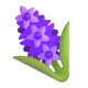 Hyacinth Color