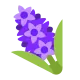 Hyacinth Flat