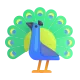 Peacock Color