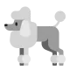 Poodle Flat