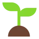 Seedling Flat