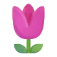 Tulip Color